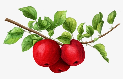 Illustration By Helen Krayenhoff - Berry, HD Png Download, Free Download