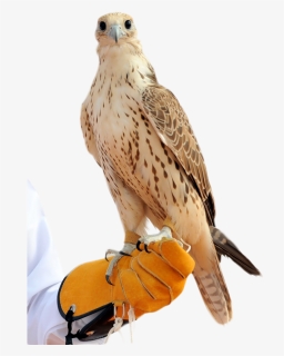 صقر Hd , Png Download - Arabic Falcon, Transparent Png, Free Download