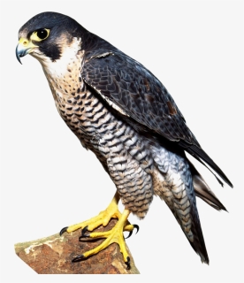 Falcon Png Image - Peregrine Falcon Talons, Transparent Png, Free Download