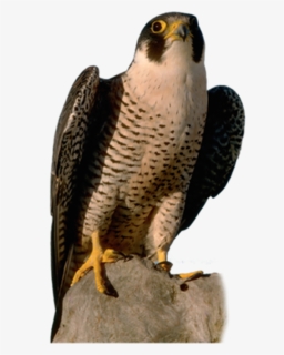 Peregrine Falcon With Transparent Background, HD Png Download, Free Download
