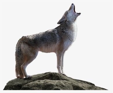 Coyote Png Transparent , Png Download - Coyote Png, Png Download, Free Download