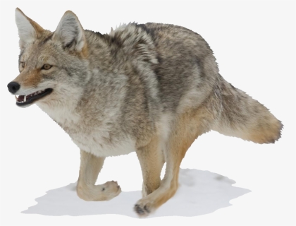 Jackal Background Coyote Transparent - Transparent Background Coyote Png, Png Download, Free Download