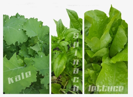 Transparent Spinach Leaf Png - Cash Crop, Png Download, Free Download