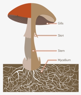 The Mushrooms We Eat Are The Fruiting Bodies Of A Giant - Anatomy Of Mushrooms, HD Png Download, Free Download