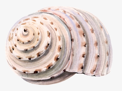 Transparent Sea Shell Png - Seashell, Png Download, Free Download