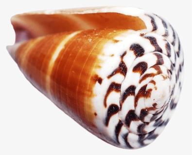 Seashell Transparent Background Png Shell From The Ocean Png Download Kindpng