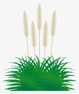 - Grasses - Pampas Clipart, HD Png Download, Free Download