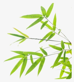 Green Wallpaper Background Design - Leaf Design Background Png, Transparent Png, Free Download