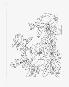 Peony Flower Line Drawing Png Download - Png Peony Flower Drawing, Transparent Png, Free Download