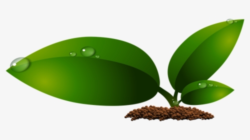 Green Leaves Png Hd Wallpaper - Imagenes De Hojas Png, Transparent Png, Free Download