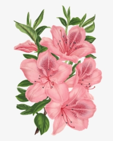 Pink Bunch Of Flowers Drawing Transparent Png - Pink Flowers Drawing Png, Png Download, Free Download