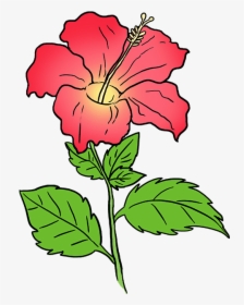 Hawaiian Flower Png - Drawing, Transparent Png, Free Download