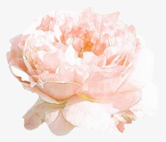 Hand Drawn Beautiful Flowers Png Transparent - Garden Roses, Png Download, Free Download