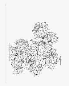 Clip Art Collection Of Free Flowers - Flowers Line Drawing Png, Transparent Png, Free Download