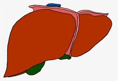 Hígado, Órgano, Anatomía, Brown, De La Vesícula Biliar - Cartoon Liver No Background, HD Png Download, Free Download