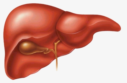Higado - Does The Liver Do In The Digestive System, HD Png Download, Free Download