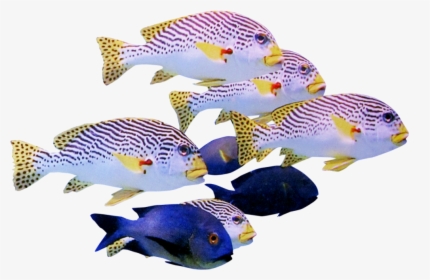 Fish Transparent School, HD Png Download, Free Download