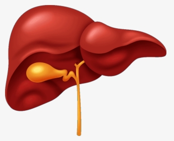 Digestive System Liver, HD Png Download, Free Download