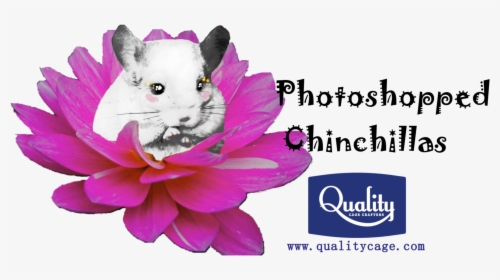Photoshopped Images Can Be Hilarious, Beautiful, Or - Different Types Of Flower Petals, HD Png Download, Free Download