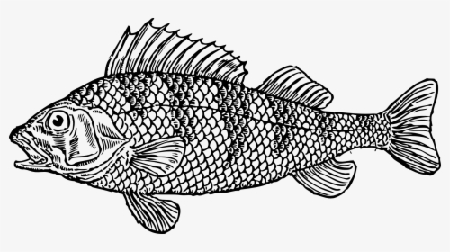 Fish Clipart Black And White, HD Png Download, Free Download