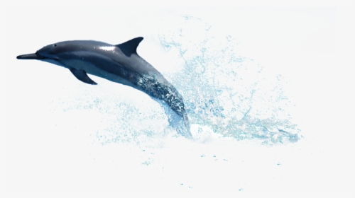 Water Splash - Transparent Background Dolphin Png, Png Download, Free Download
