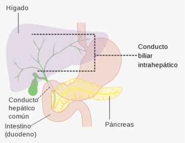 Diagram, HD Png Download, Free Download
