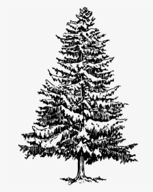 How To Draw A Christmas Tree - Pine Tree Drawing Png, Transparent Png, Free Download