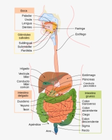 Gastrointestinal Tract, HD Png Download, Free Download