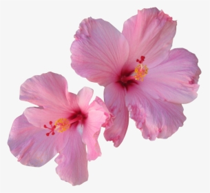 Hibiscus Tea Hair Flower - Transparent Tropical Flower Png, Png Download, Free Download
