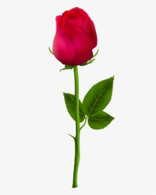 Beautiful Rose Single Flower, HD Png Download, Free Download