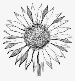 Sunflower, Flower, Line Art, Summer, Floral, Vintage - Sunflower Black And White Clipart, HD Png Download, Free Download