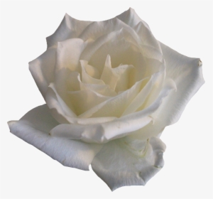 White Rose Png By Pngimagesfree White Rose Png- - White Flower Aesthetic Png, Transparent Png, Free Download