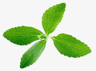 Stevia Leaf Transparent, HD Png Download, Free Download