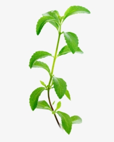 Stevia Plant Facts - Stevia Leaf, HD Png Download, Free Download