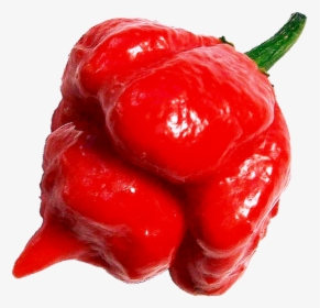 Ghost Pepper Trinidad Scorpion, HD Png Download, Free Download