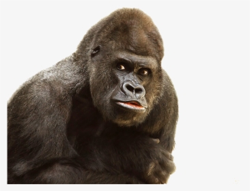 Gorilla Png Image Transparent Background - One And Only Ivan Gorilla, Png Download, Free Download