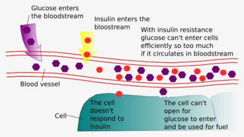 Insulin Resistance, HD Png Download, Free Download