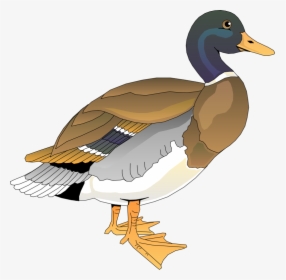 Walking Duck 2 Svg Clip Arts - Free Clipart Duck, HD Png Download, Free Download