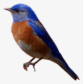 Avian, Western Blue Bird - Blue Bird Transparent Background, HD Png Download, Free Download
