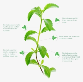 Stevia Leaf, HD Png Download, Free Download