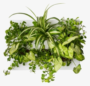 Transparent Vertical Garden Png - Indoor Garden Plants Png, Png Download, Free Download