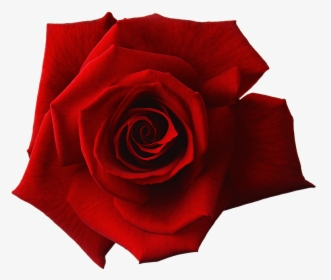 Red Rose Blossom Png, Transparent Png, Free Download