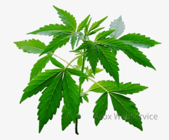 Cannabis Pflanze - Cosirex - Cannabis, HD Png Download, Free Download