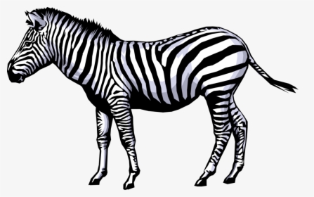Zebra Animation Clip Art - 5 Pictures Of Living Things, HD Png Download, Free Download