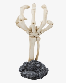 Human Skeleton Human Body Human Anatomy Pomade - Suavecito Skeleton Hand Display, HD Png Download, Free Download