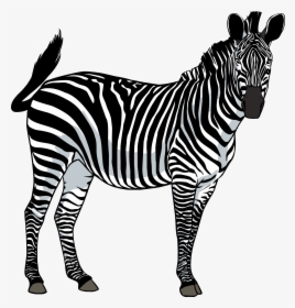 Zebra Png, Transparent Png, Free Download