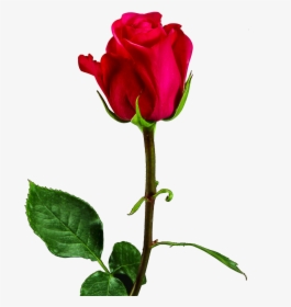 Valentine Day, Red Rose Png Image Free Download Searchpng - Velentine Day Rose Png, Transparent Png, Free Download