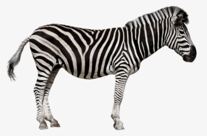 Zebra In French, HD Png Download, Free Download
