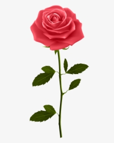 Red Rose With Stem - Rose With Stem Png, Transparent Png, Free Download