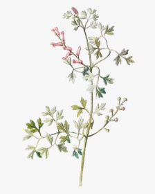 Wildflower Drawing, HD Png Download, Free Download